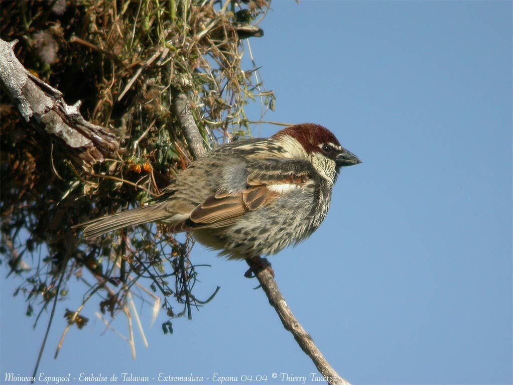 Moineau espagnol