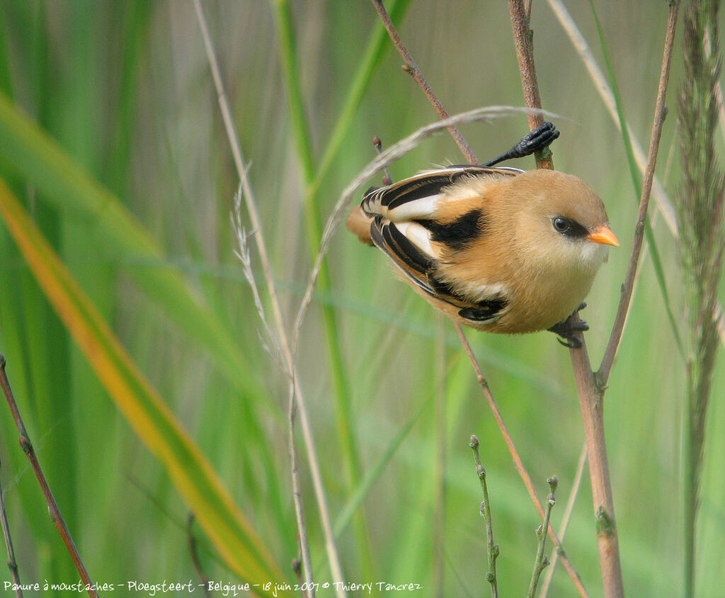 Bearded Reedling male First year, close-up portrait