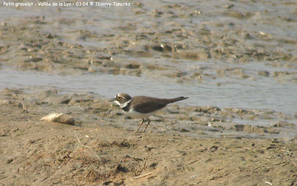 Little Ringed Plover