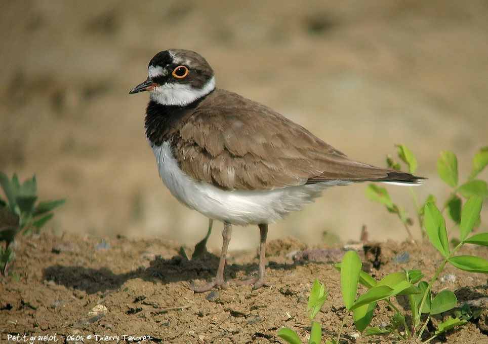 Little Ringed Plover