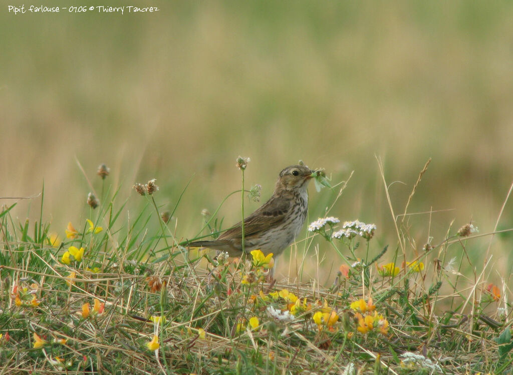 Pipit farlouse