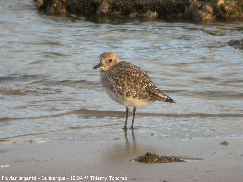 Grey Plover