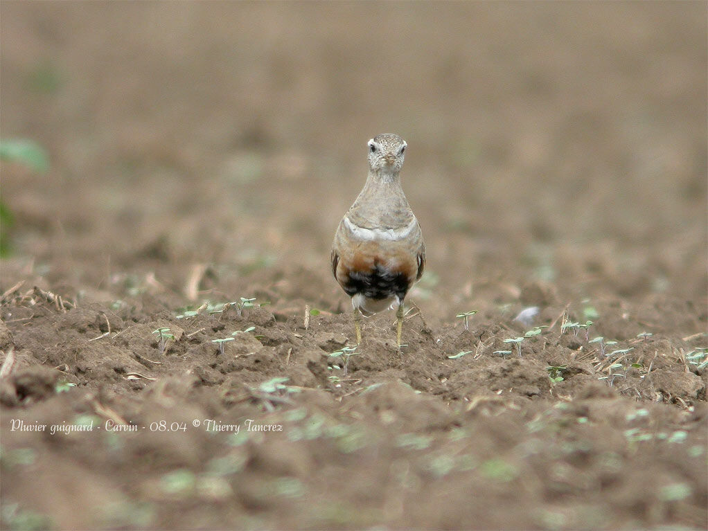 Eurasian Dotterel