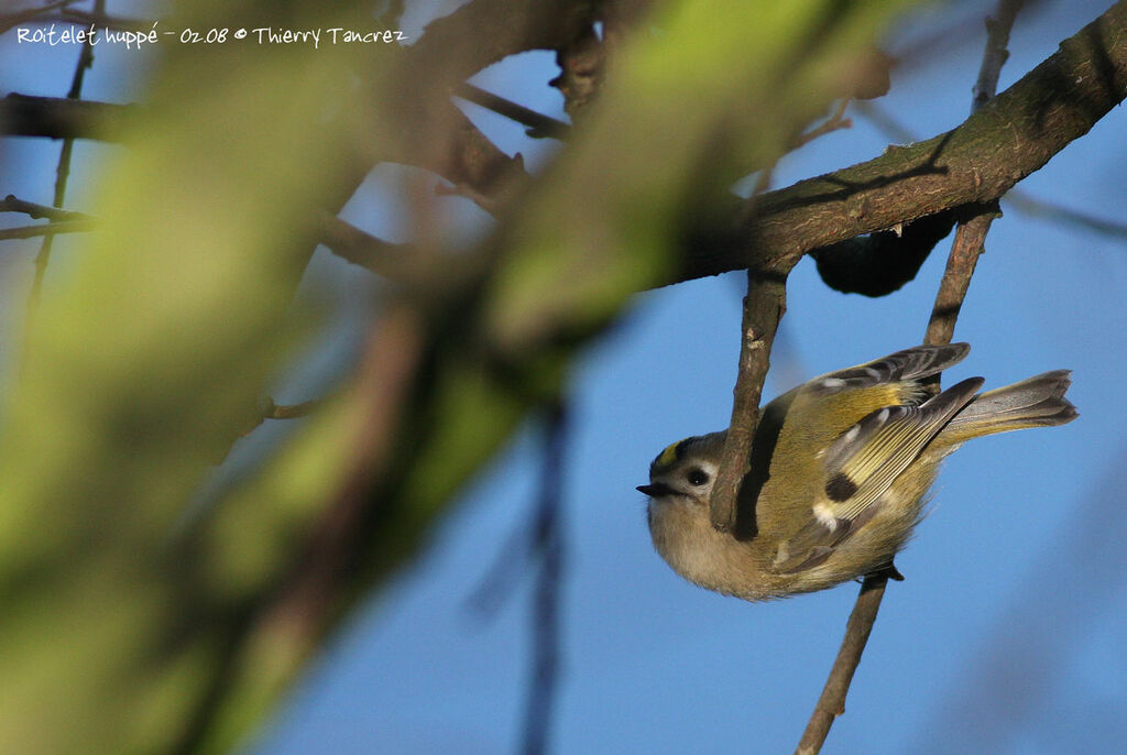 Goldcrest