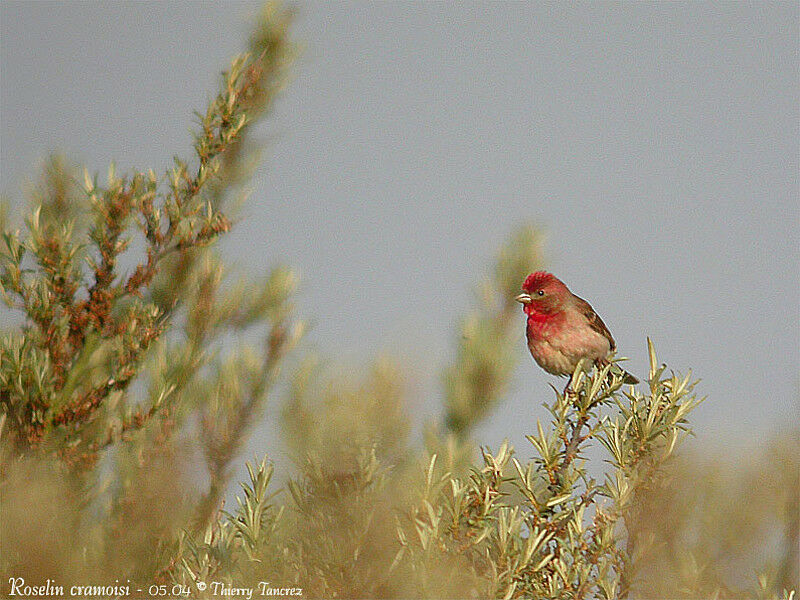 Common Rosefinch