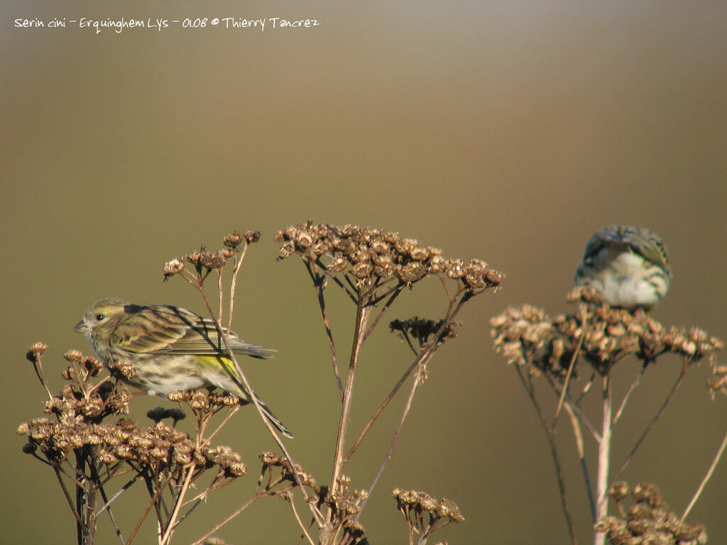 Serin cini