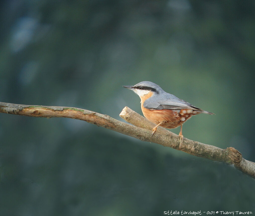 Eurasian Nuthatch