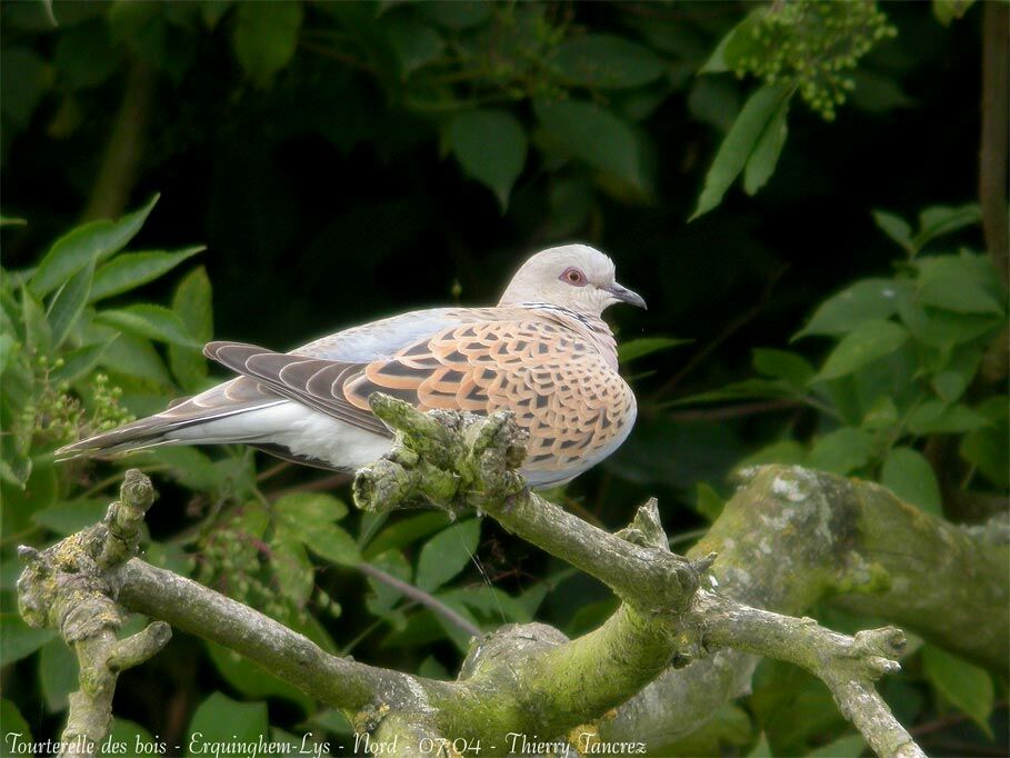 European Turtle Dove