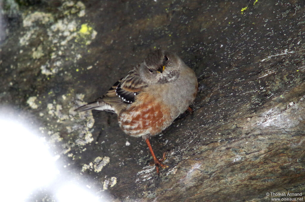 Alpine Accentor