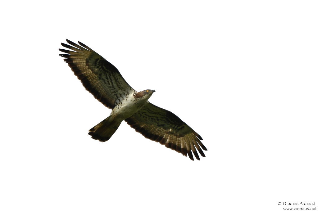 European Honey Buzzard