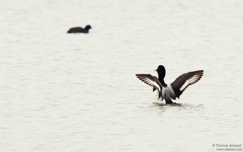 Greater Scaup
