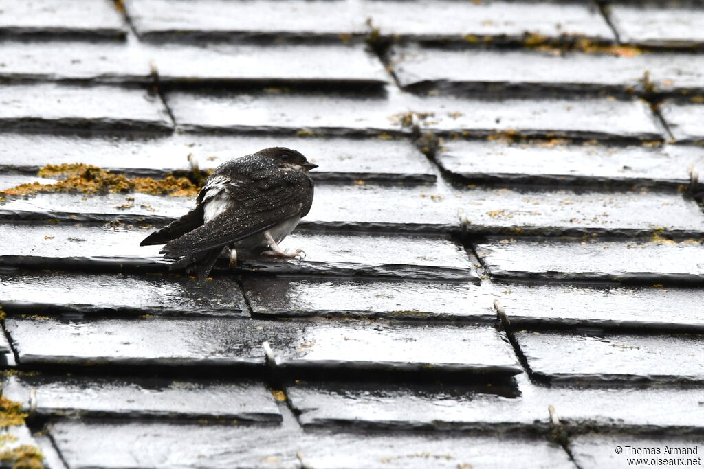 Western House Martin