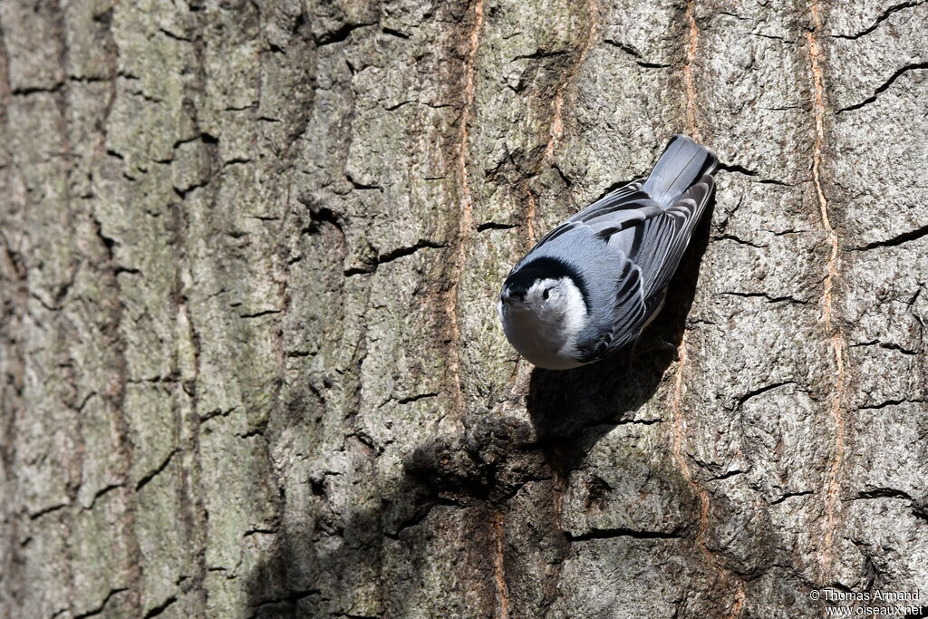 White-breasted Nuthatch