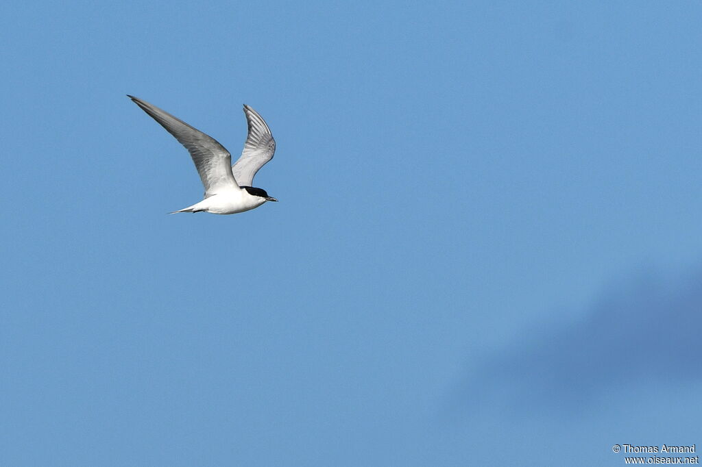 Gull-billed Tern