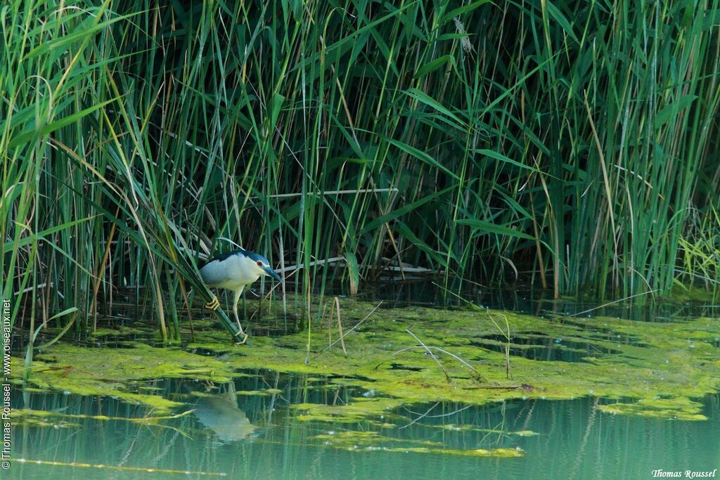Black-crowned Night Heron