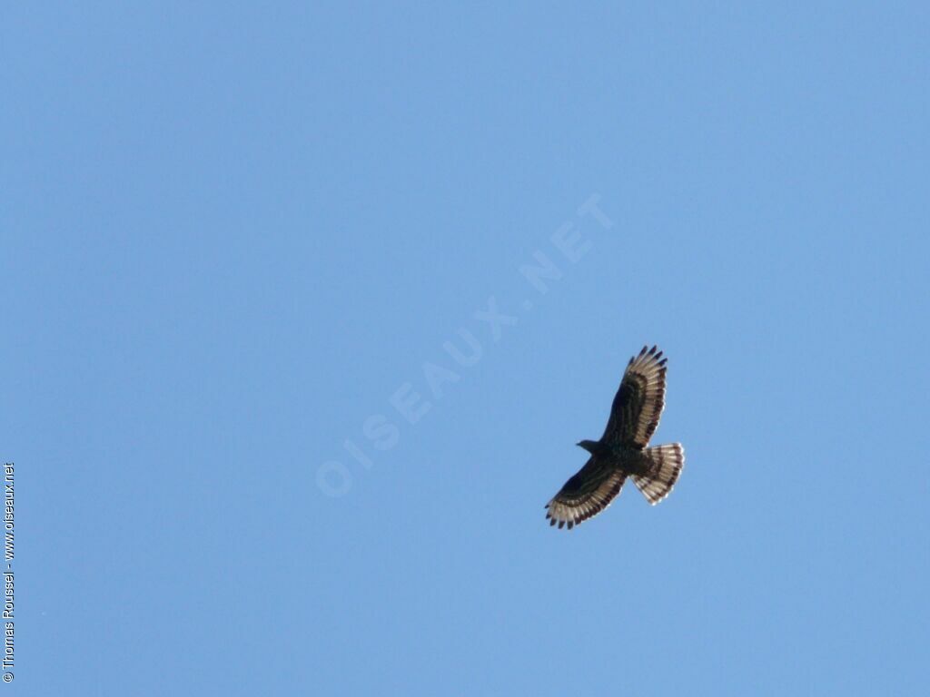 European Honey Buzzardjuvenile, Flight