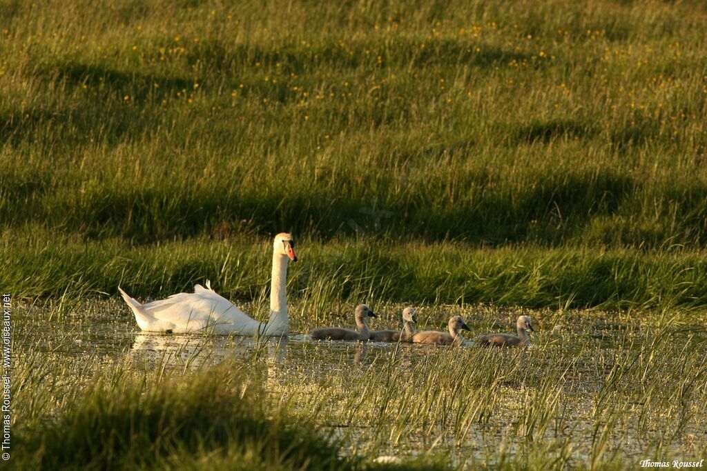 Cygne tuberculé, Nidification