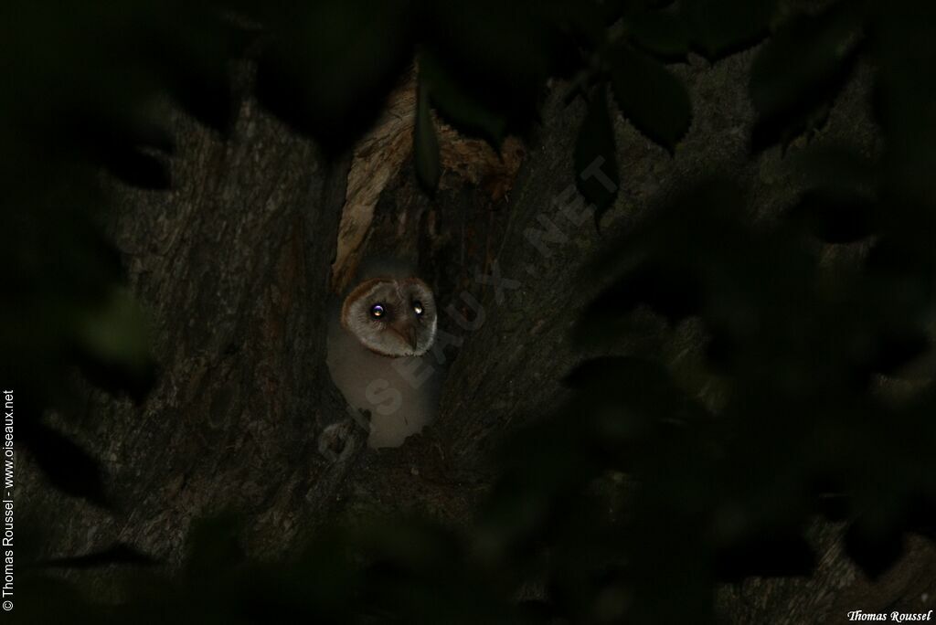 Western Barn Owljuvenile, Reproduction-nesting