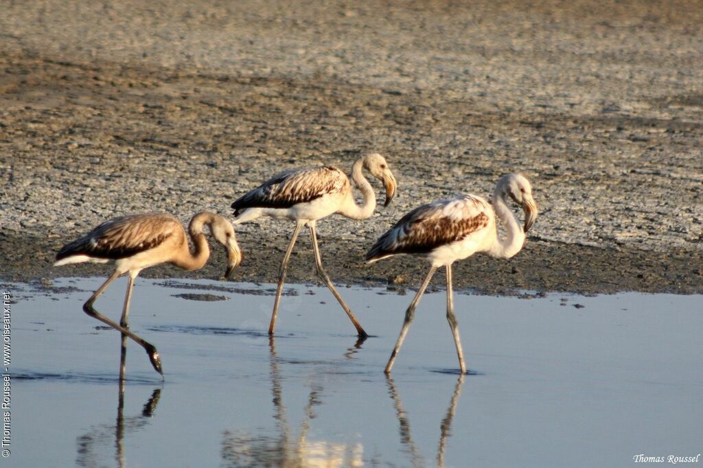 Greater FlamingoFirst year
