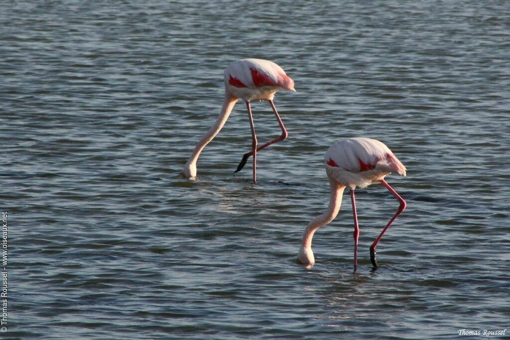 Flamant roseadulte, régime