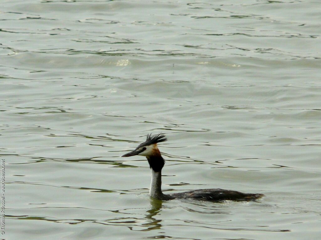 Grèbe huppé, identification