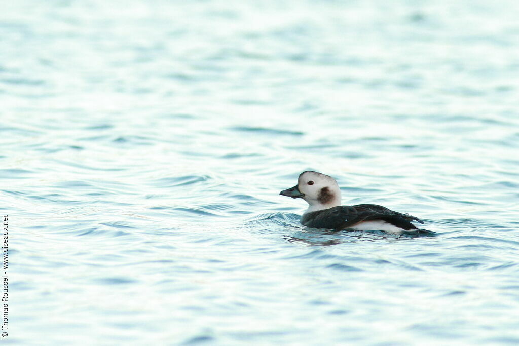 Long-tailed Duck, identification