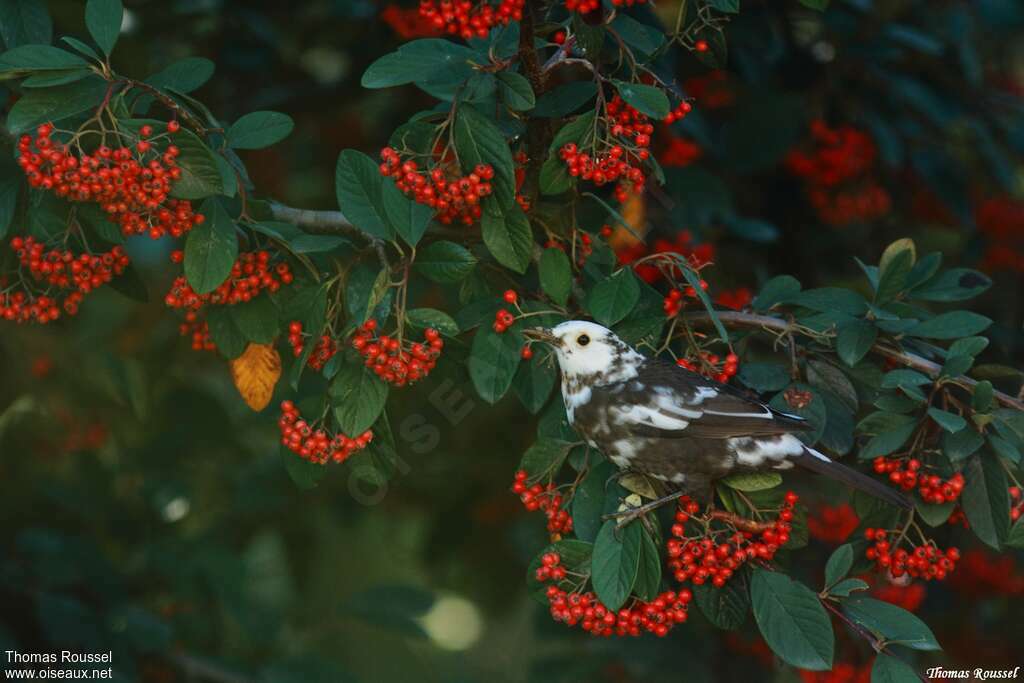 Common Blackbird, pigmentation