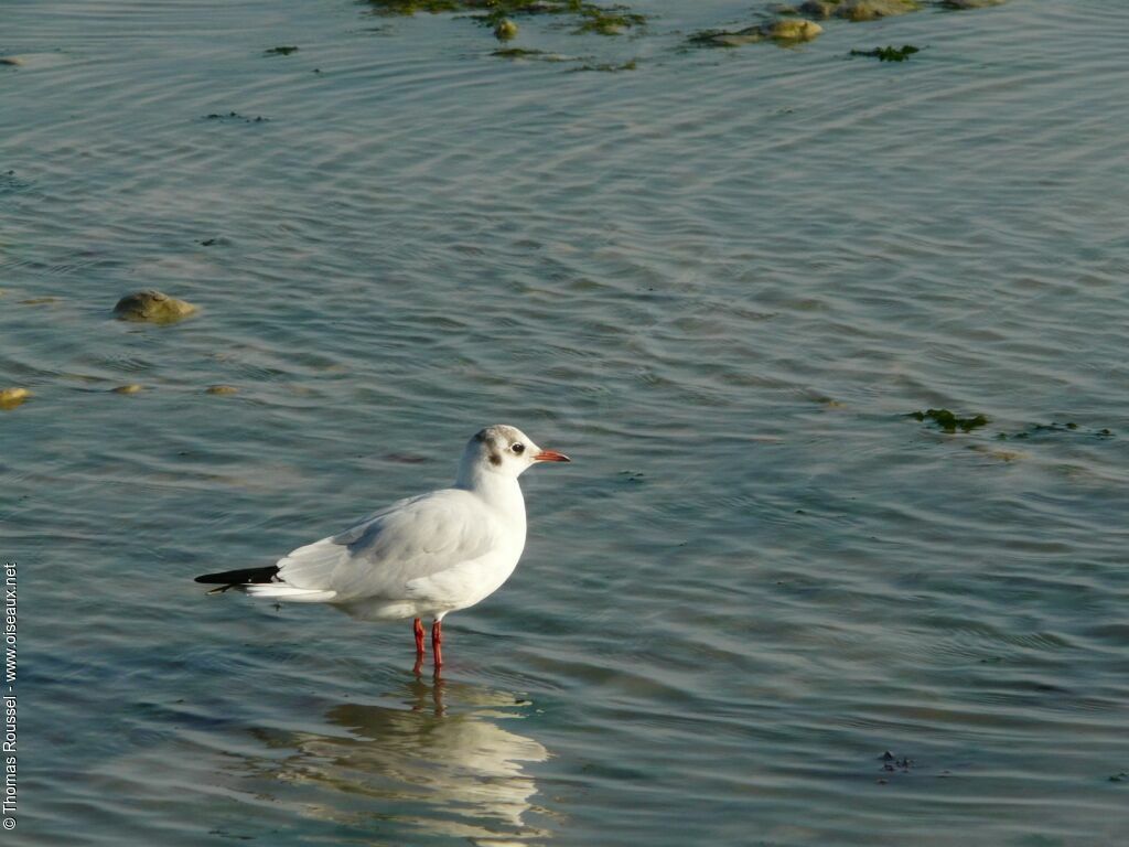 Mouette rieuse