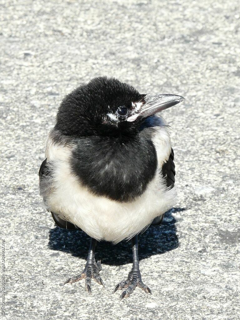 Pie bavardejuvénile, identification