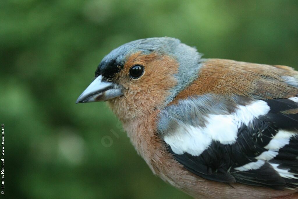 Eurasian Chaffinch male adult