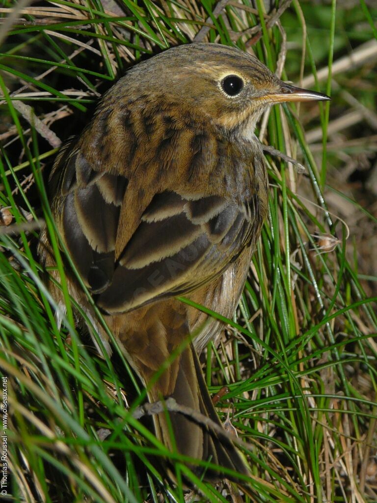 Pipit farlouse, identification