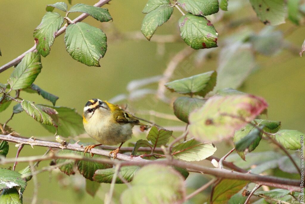 Common Firecrest