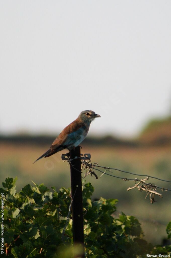Rollier d'Europe, identification