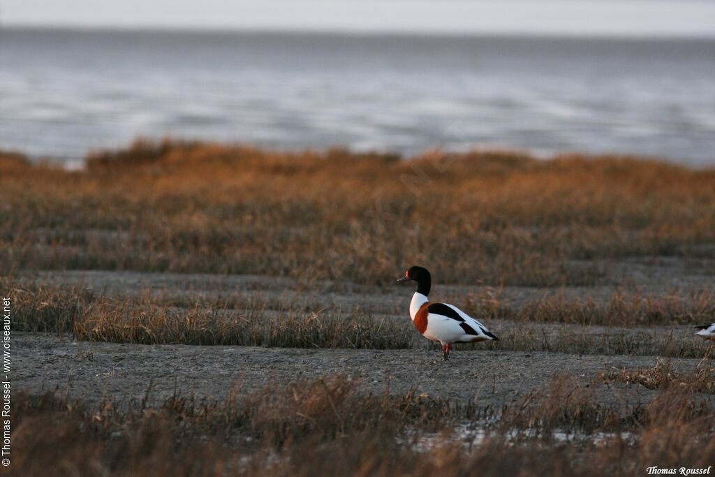 Common Shelduck, identification