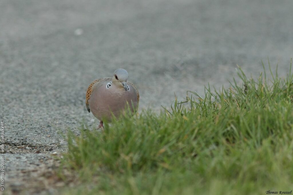 European Turtle Dove