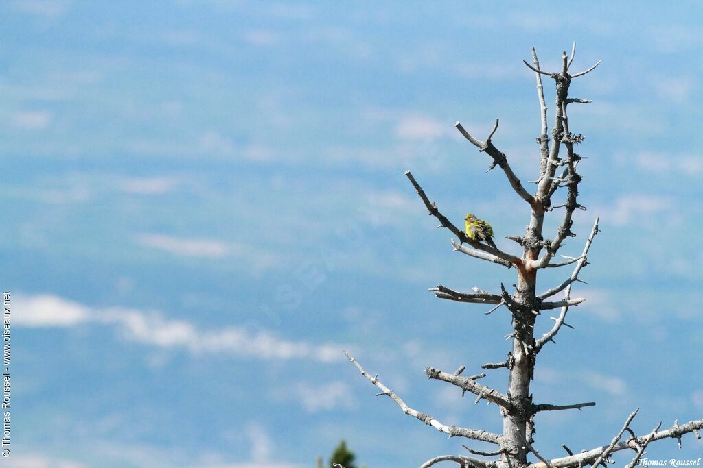 Venturon montagnard