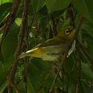 Zostérops oriental