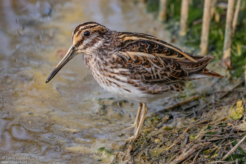 Jack Snipeadult, identification
