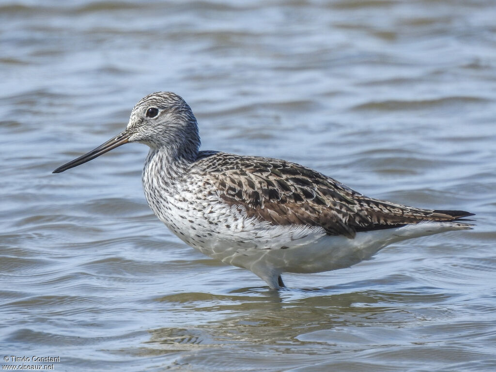 Common Greenshankadult breeding, identification, aspect, pigmentation