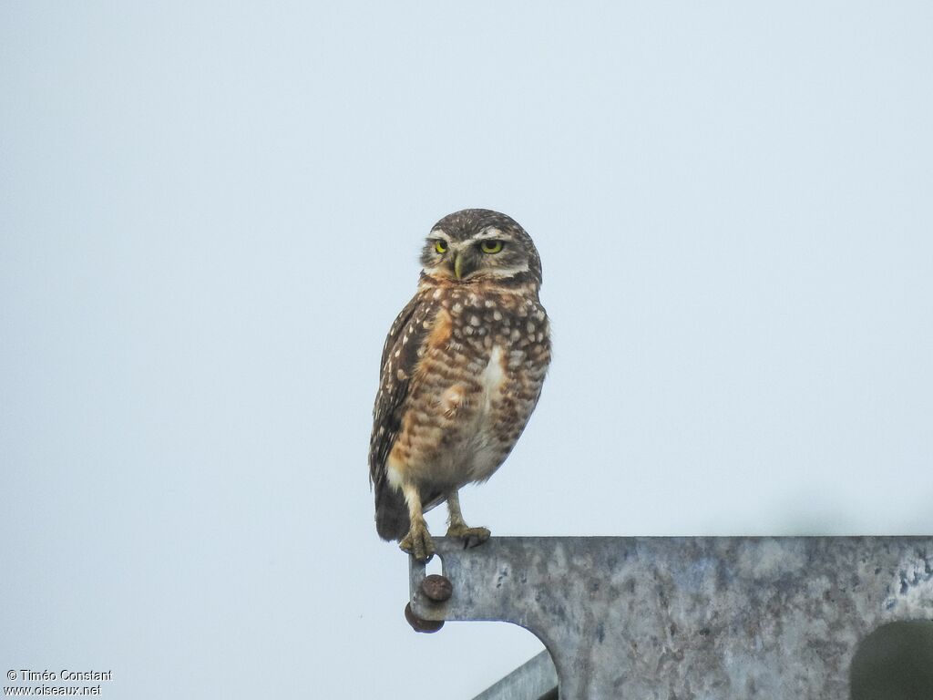 Burrowing Owladult, identification, aspect