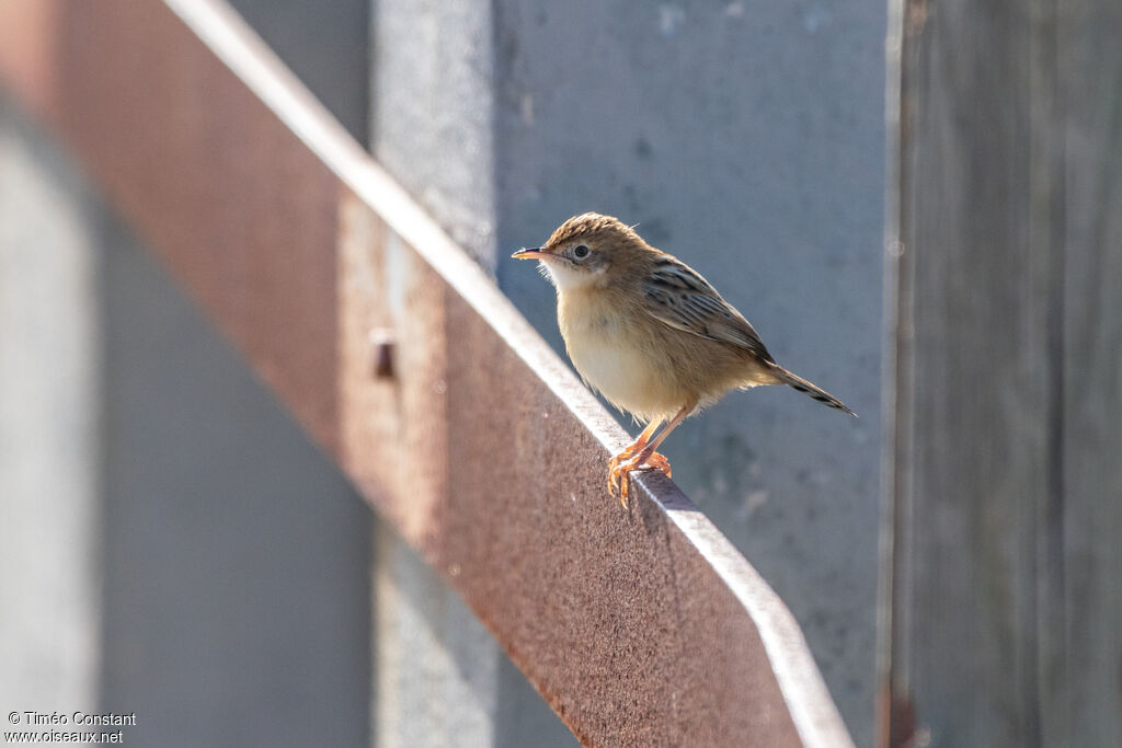 Cisticole des joncs, identification, composition, pigmentation