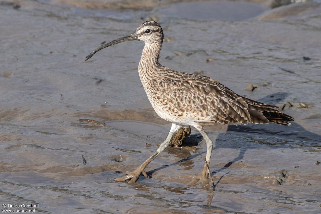 Hudsonian Whimbreladult, identification, aspect, walking