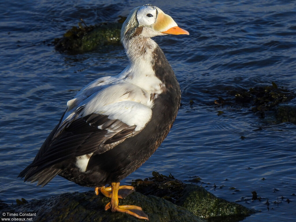 Eider à lunettes, identification, mue, composition, pigmentation, marche