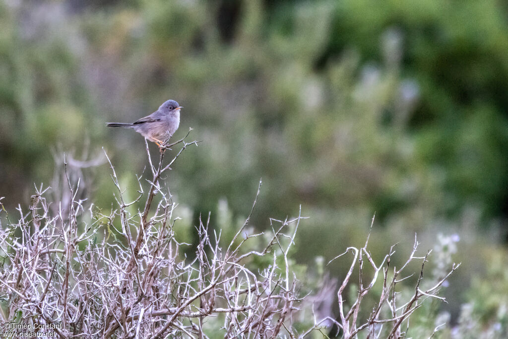 Fauvette des Baléaresadulte internuptial, composition, pigmentation