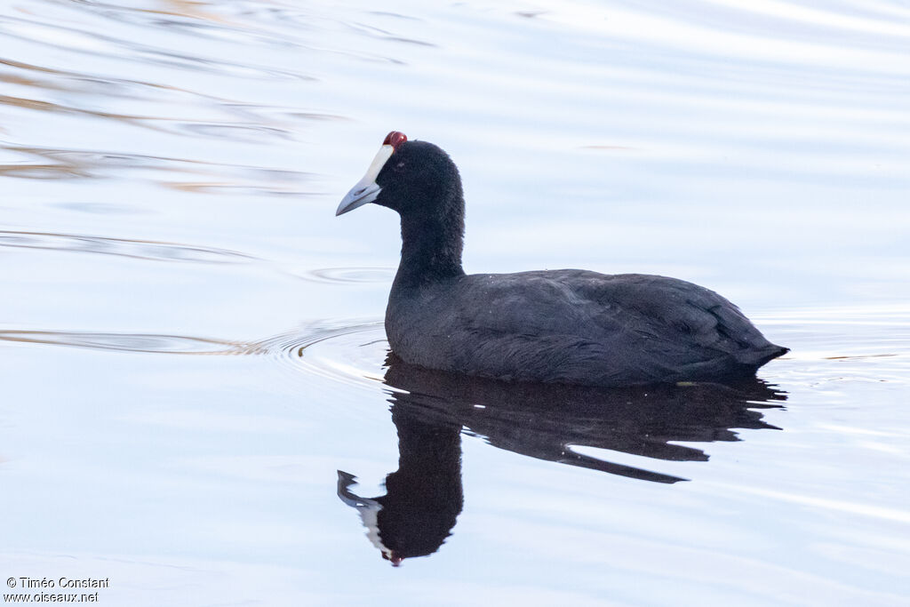 Foulque caronculéeadulte internuptial, identification, composition, pigmentation, nage
