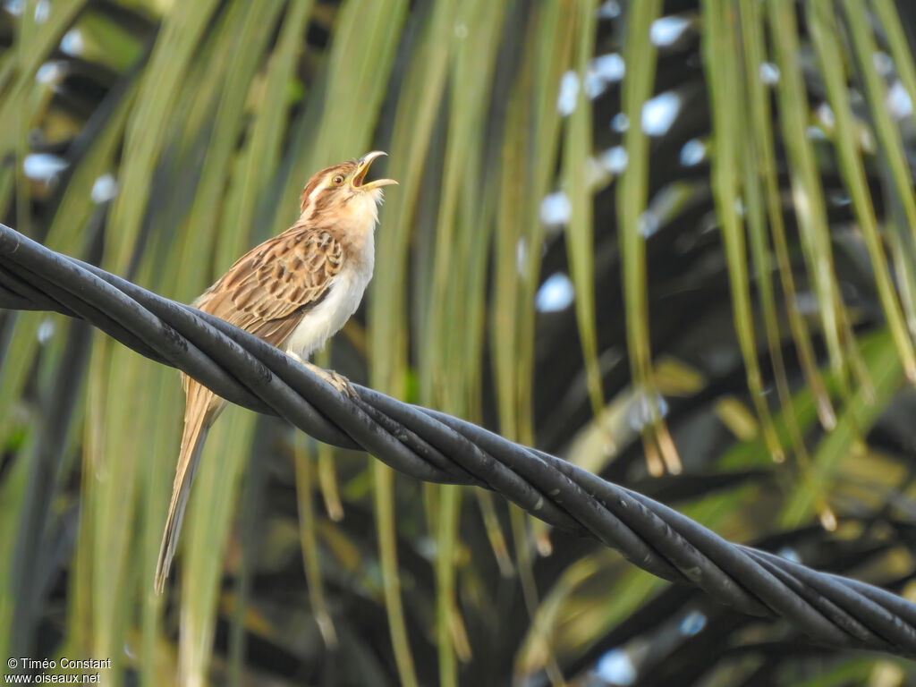 Géocoucou tachetéadulte, identification, composition, chant
