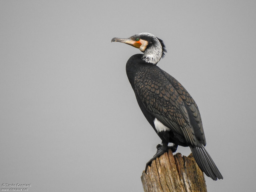 Great Cormorantadult breeding, identification, aspect, pigmentation