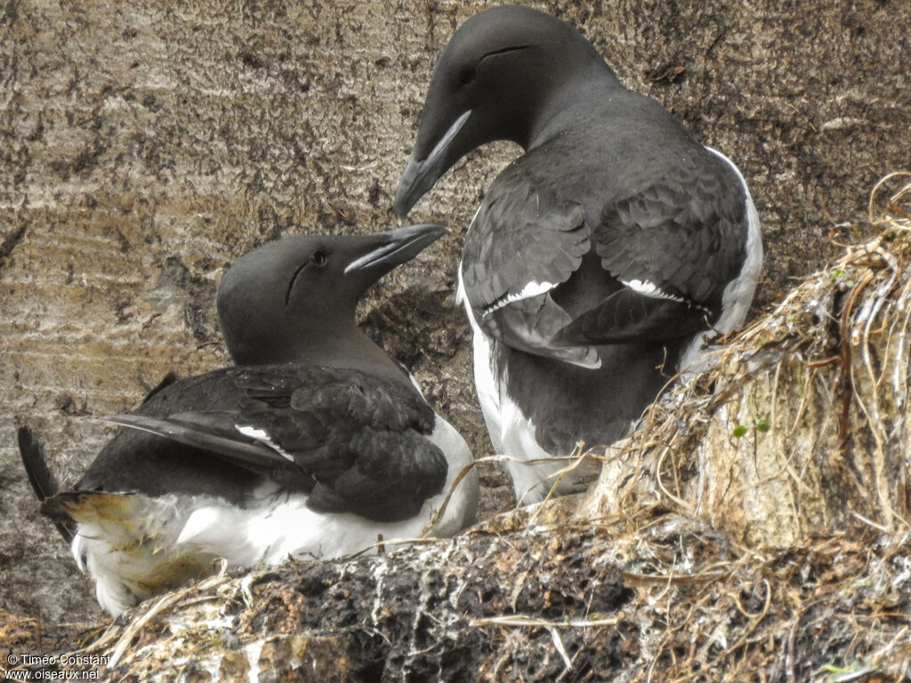 Guillemot de Brünnichadulte nuptial, habitat, composition