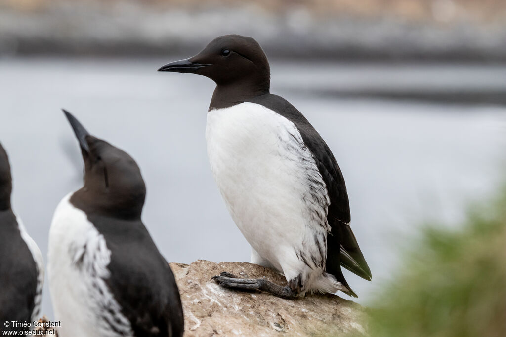 Guillemot de Troïladulte nuptial, identification, composition, marche