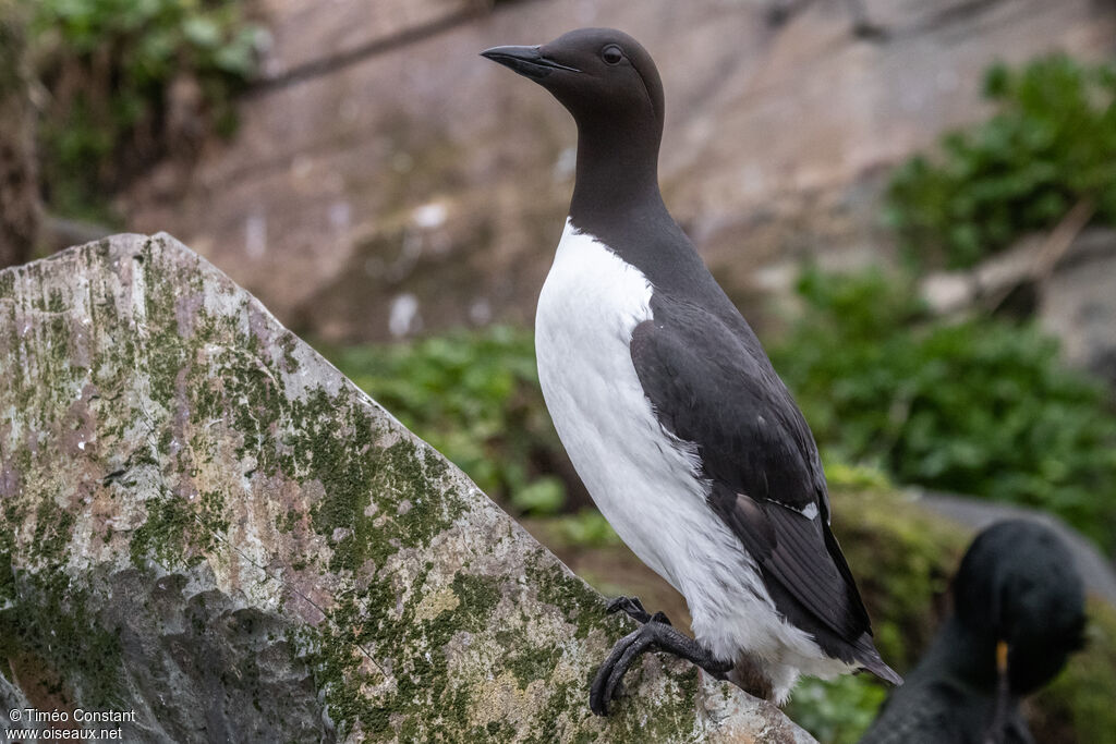 Guillemot de Troïladulte nuptial, identification, composition, pigmentation